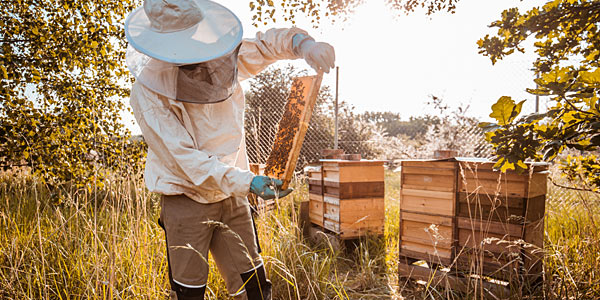 Bienen fahren auf Porsche ab