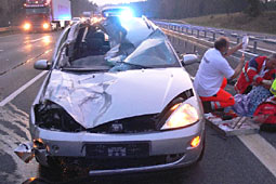 Panorama: Pferd als »Geisterfahrer« auf Autobahn