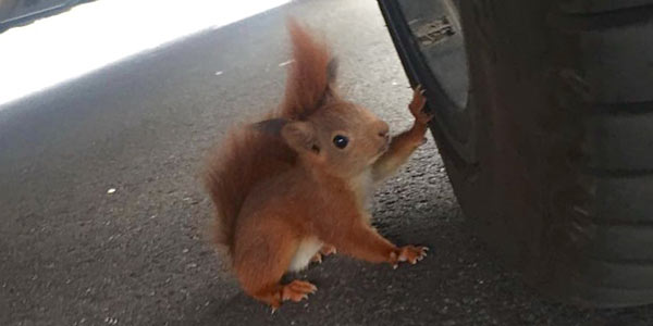Panorama: Platzverweis für Eichhörnchen
