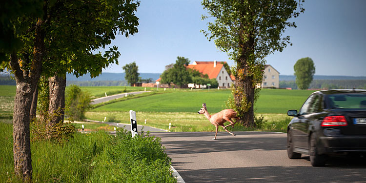 Zahl der Wildunfälle so hoch wie nie