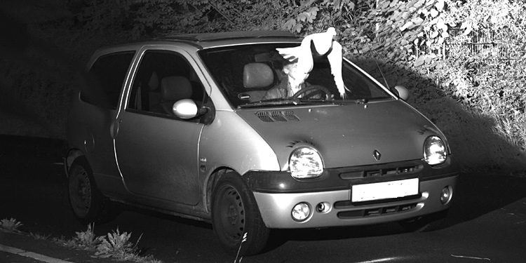 Panorama: Taube schützt Schnellfahrer