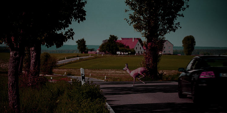 Wildunfälle verursachen 2,6 Mio. Euro Schaden – pro Tag