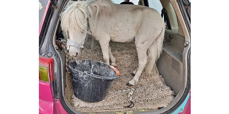 Panorama: Ein Pony im Kofferraum